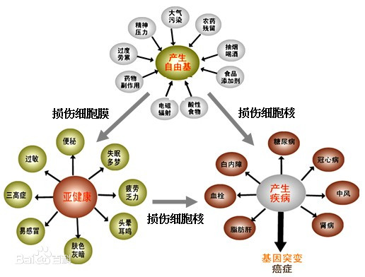 三七粉抗衰老