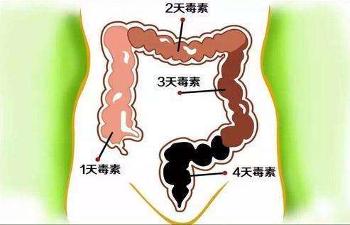 三七粉排毒
