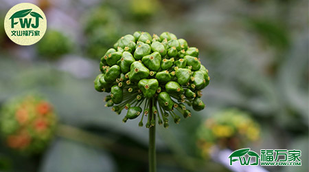 福万家三七花品质保证