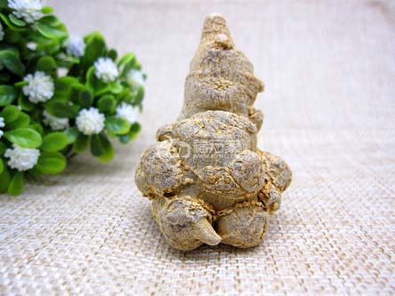 对比后选择更好的三七